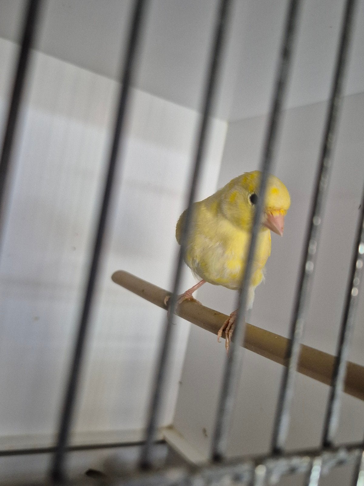 Gele Kanarie man, Dieren en Toebehoren, Mannelijk, Kleurkanarie
