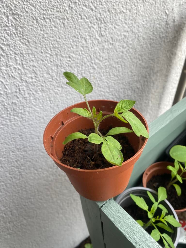 Stekjes cherrytomaatjes, Ophalen of Verzenden, Eenjarig, Groenteplanten, Volle zon