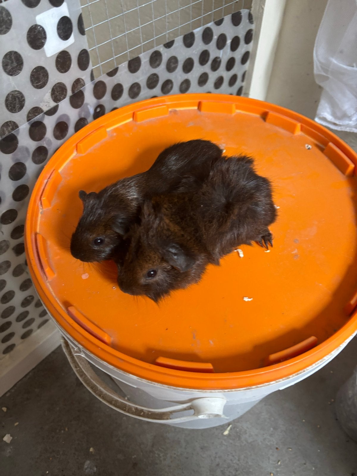 2 cavia broertjes, Dieren en Toebehoren, Knaagdieren, Cavia, Mannelijk, Juli, Tam