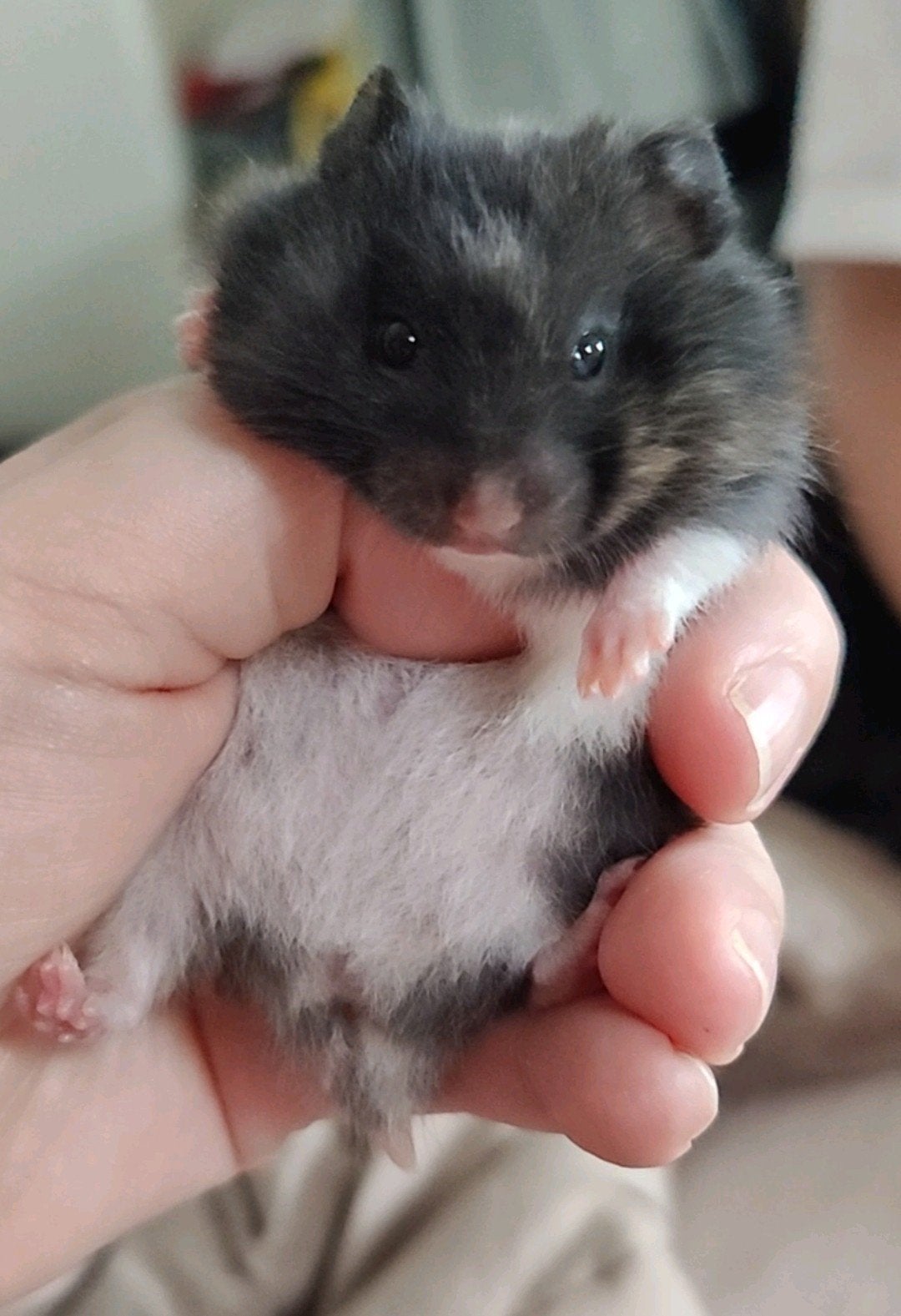 Lieve zwart driekleur langhaar Syrisch hamster vrouwtje baby, Hamster, Augustus, Vrouwelijk, Tam