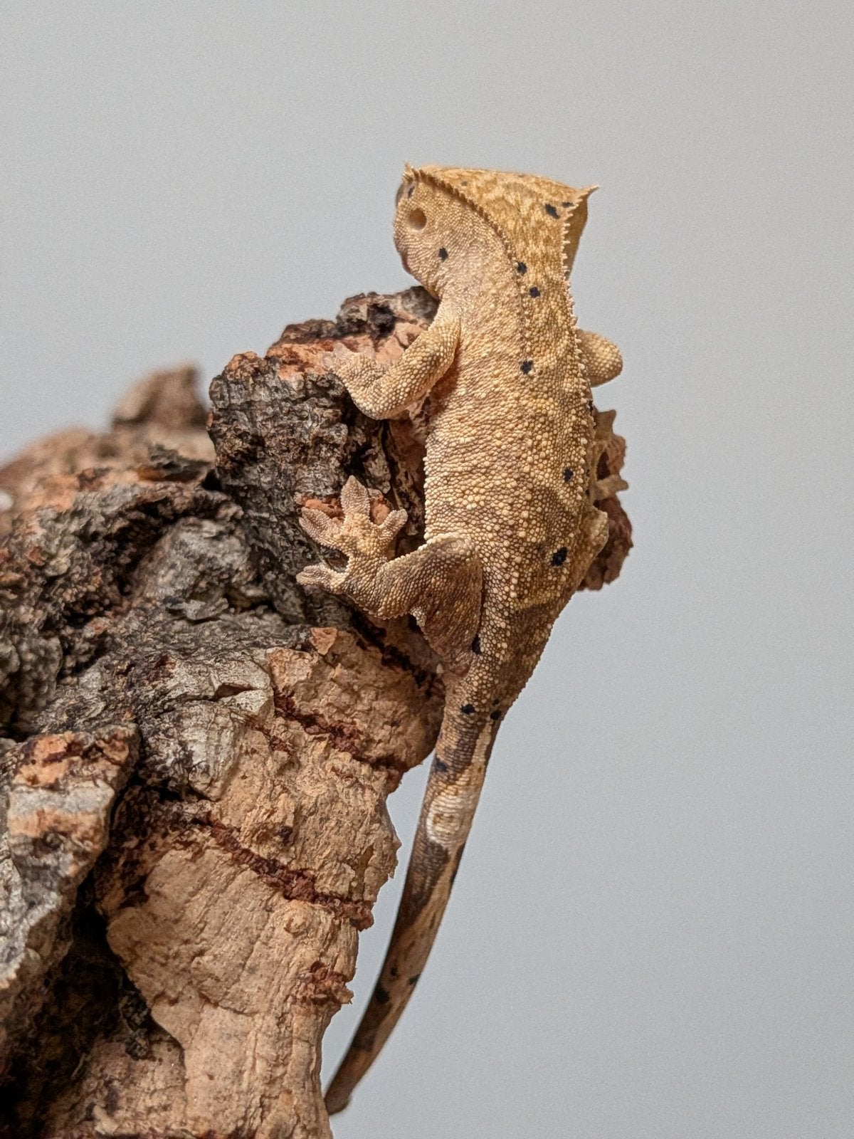 Wimpergekko dalmatian baby Crested Gecko photo 2