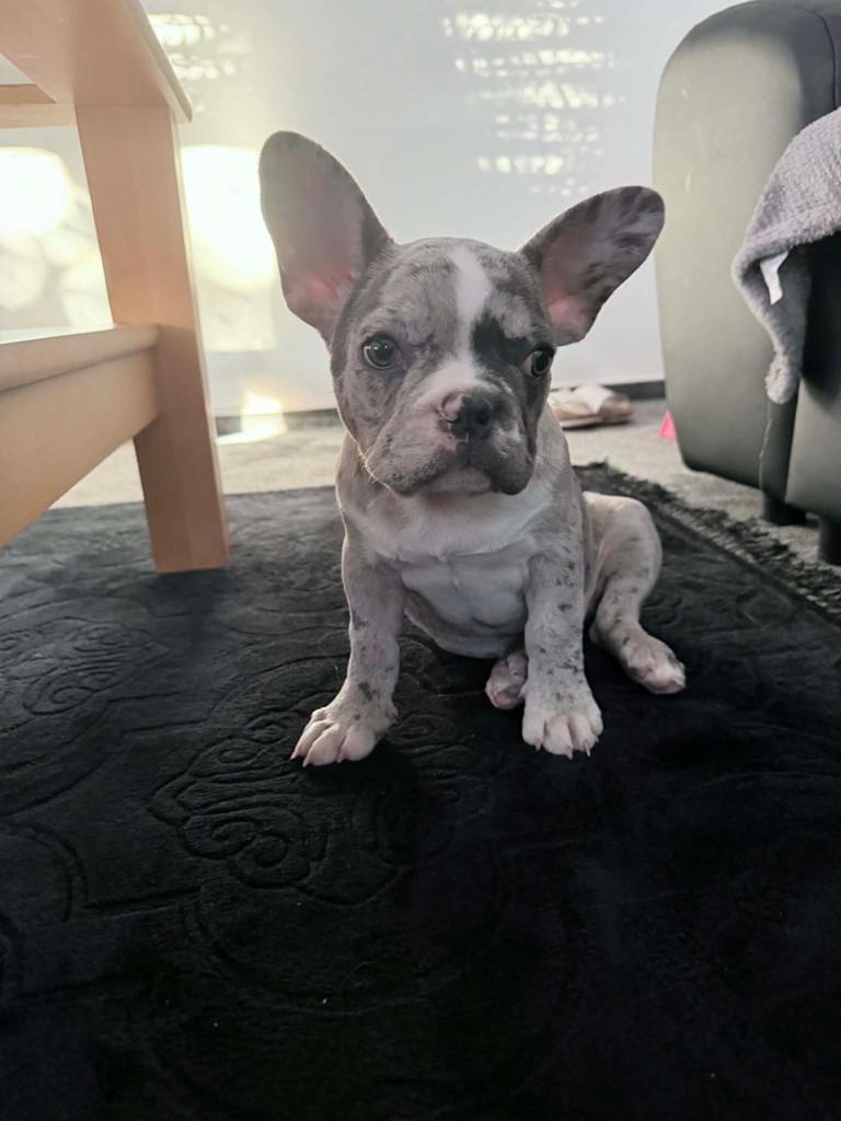 Franse Bulldog, Dieren en Toebehoren, Honden | Bulldogs, Pinschers en Molossers, 8 tot 15 weken, Teef, Parvo, Bulldog