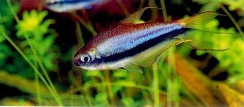 kerri blue keizertetra €2,95, Vis, Zoetwatervis