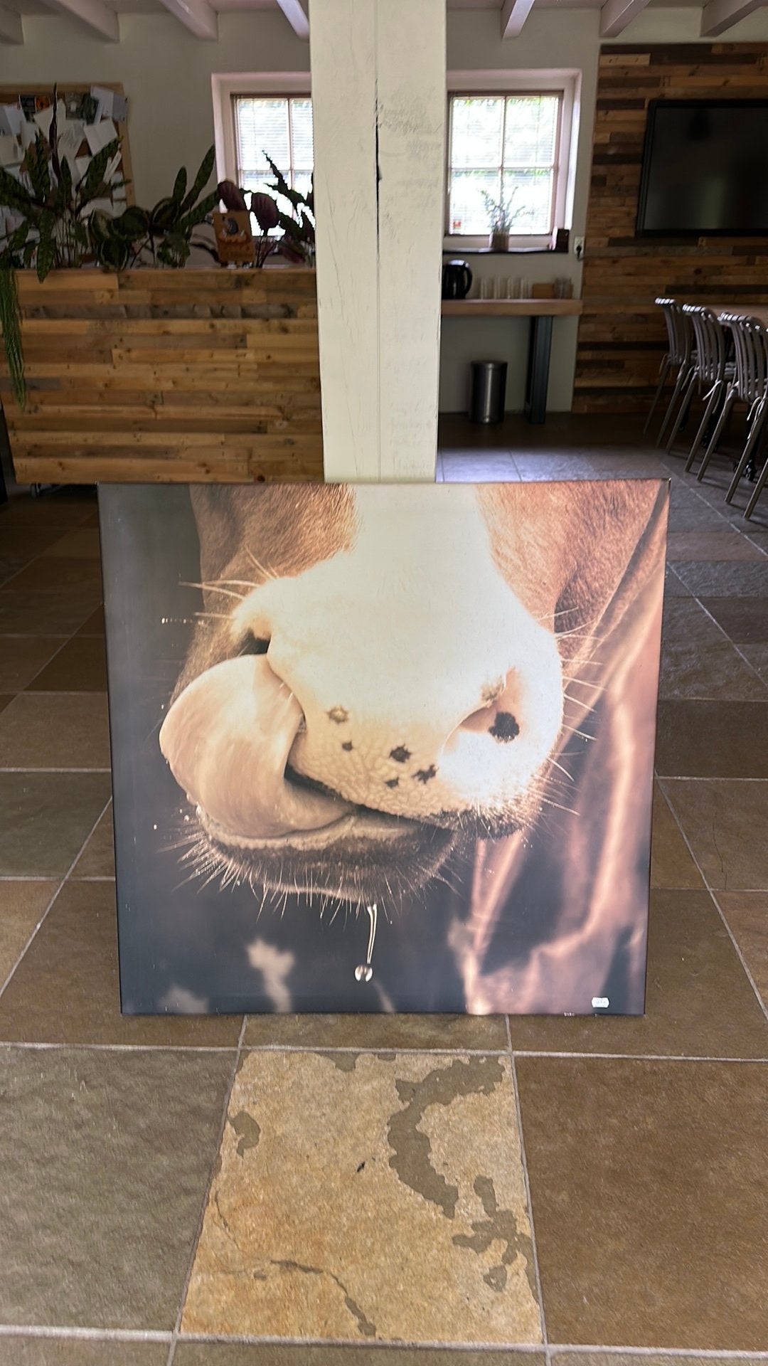 Canvas foto koe met tong in neus, Huis en Inrichting, Woonaccessoires | Schilderijen, Tekeningen en Foto's, Ophalen of Verzenden