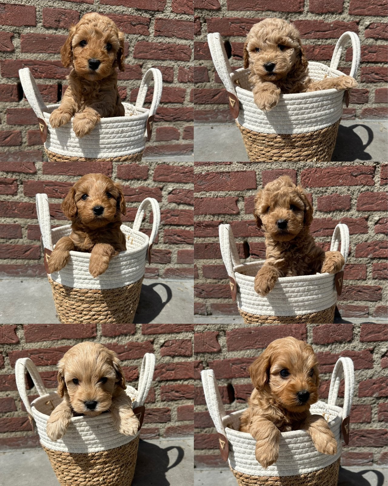 Cockapoo pups, Dieren en Toebehoren, Parvo, Nederland, Overige rassen, 8 tot 15 weken