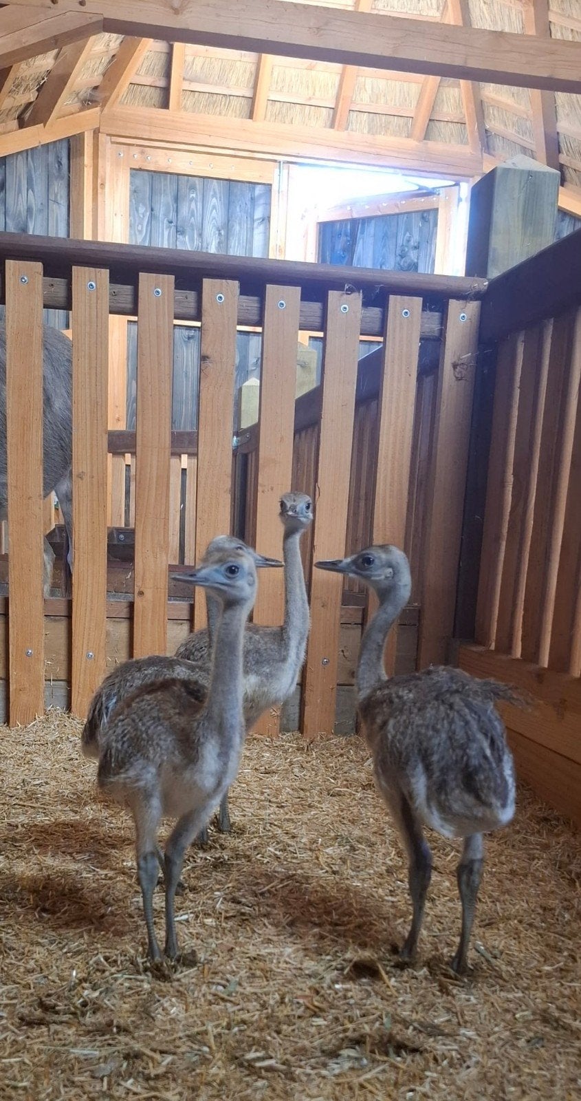 nandoe kuikens, Dieren en Toebehoren, Geslacht onbekend, Overige soorten