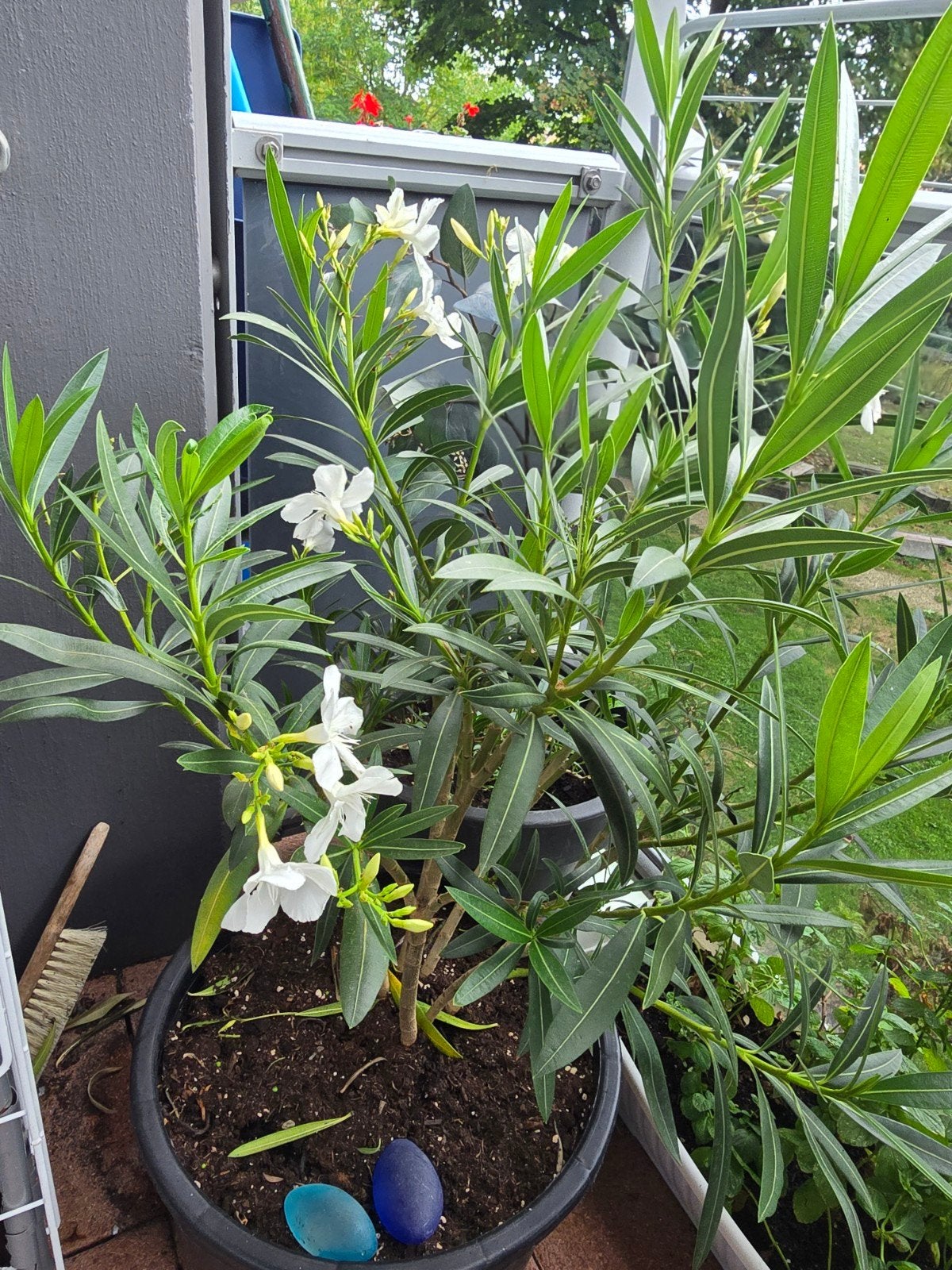 prachtig gezond wit oleander, Ophalen, Zomer, Overige soorten, Volle zon