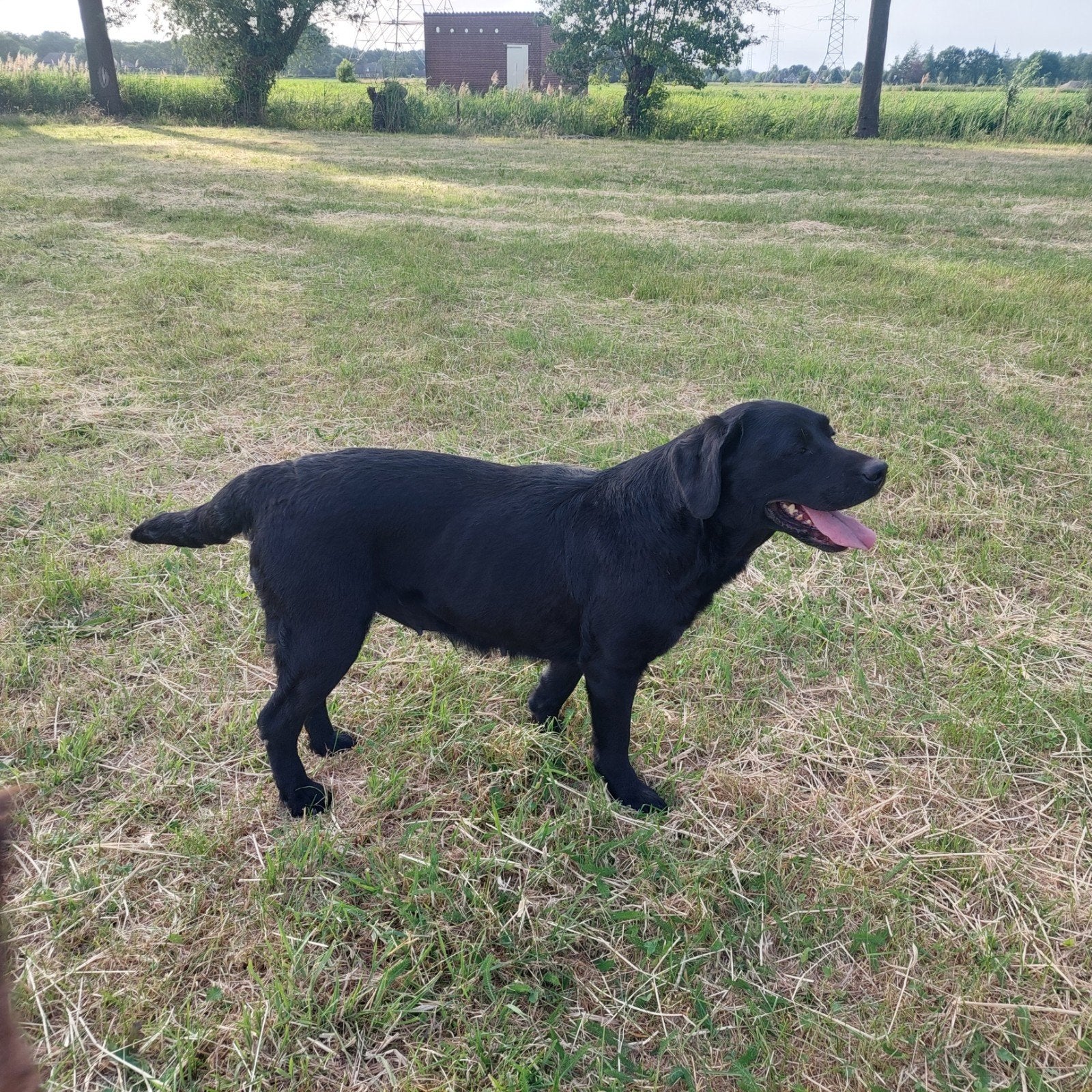 Lieve Labrador teefje herplaatsen, 6 jaar of ouder, Parvo, Teef, Labrador retriever