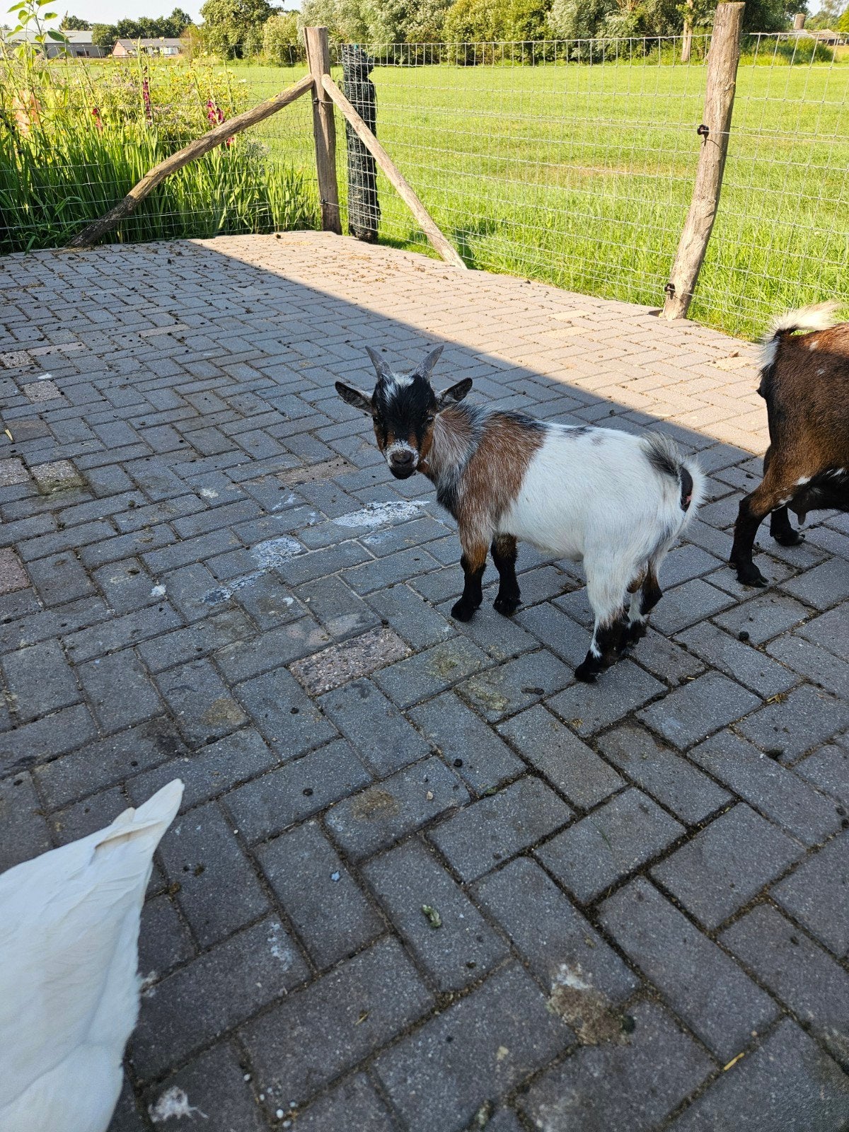 Te koop super mooi dwerg bokje, Mannelijk, Geit