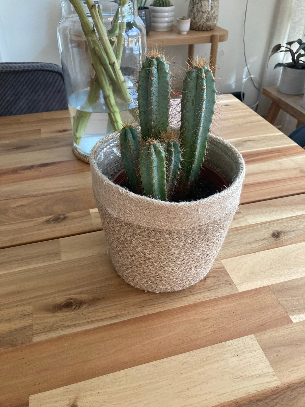 Cactus in decoratieve pot, Tuin en Terras, Planten | Tuinplanten, Volle zon, Vaste plant, Bloeit niet, Ophalen