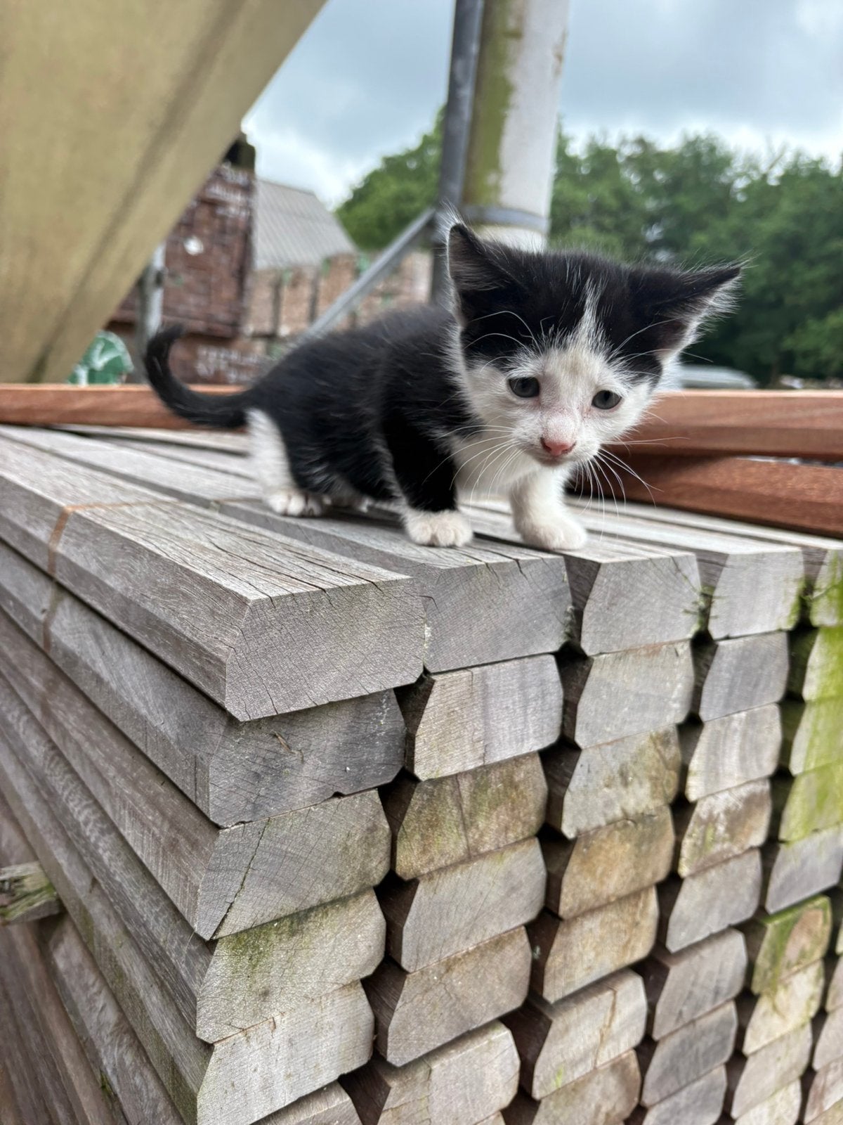 Lief poesje te koop!, Dieren en Toebehoren, Poes, Kortharig, 0 tot 2 jaar