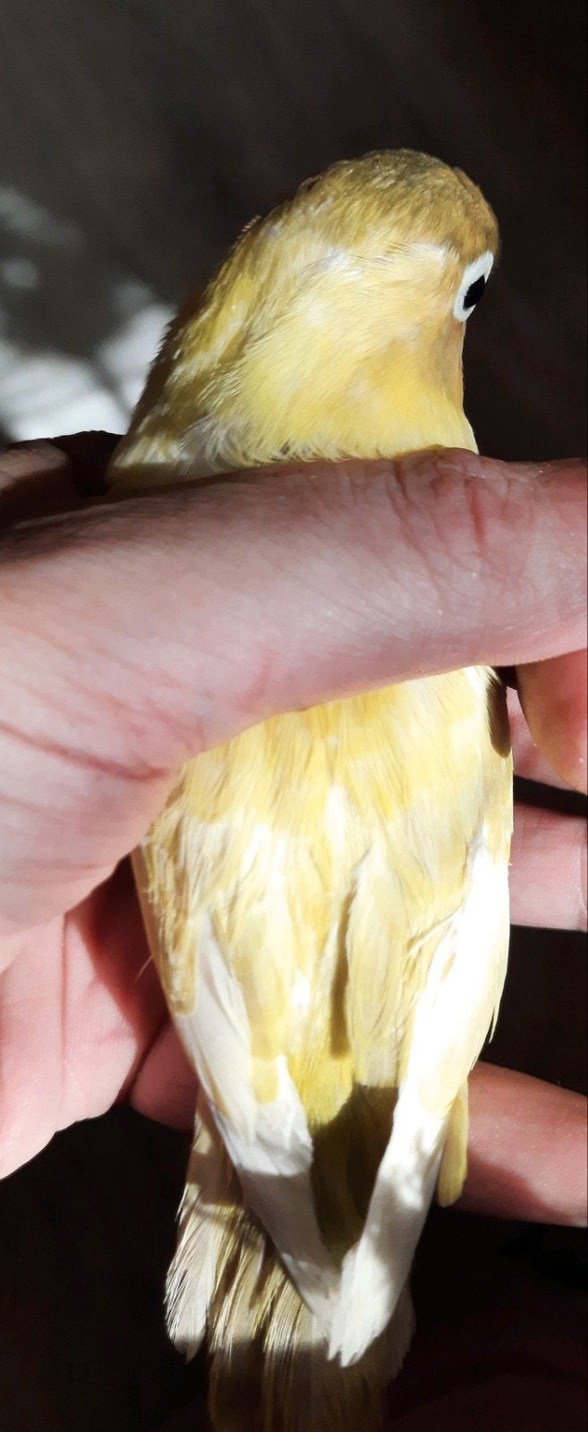 prachtig koppel agapornis personata pastel geel x turquoise, Dieren en Toebehoren, Vogels | Parkieten en Papegaaien, Meerdere dieren