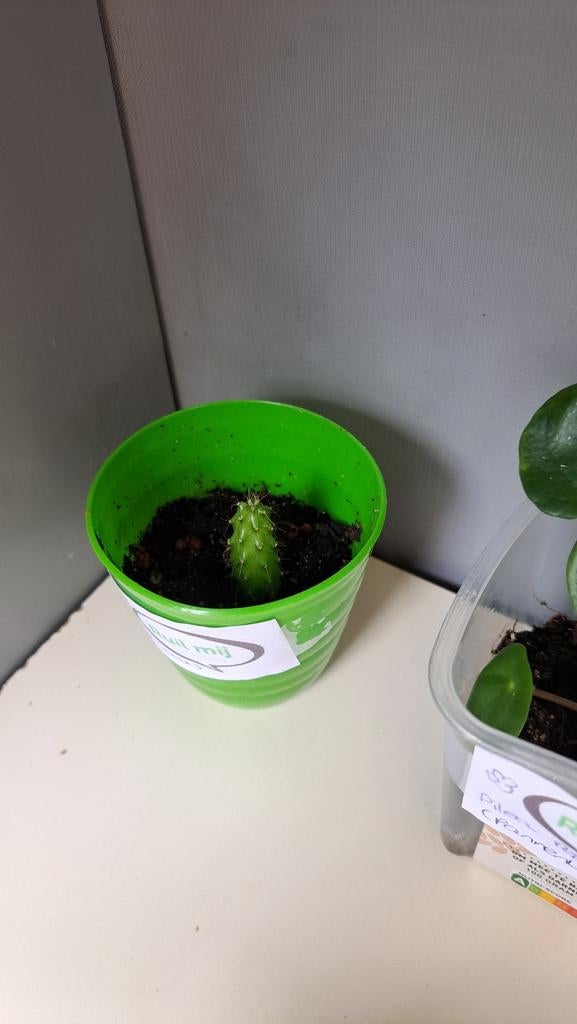 Cactusje, Huis en Inrichting, Kamerplanten, Ophalen, Halfschaduw, Minder dan 100 cm