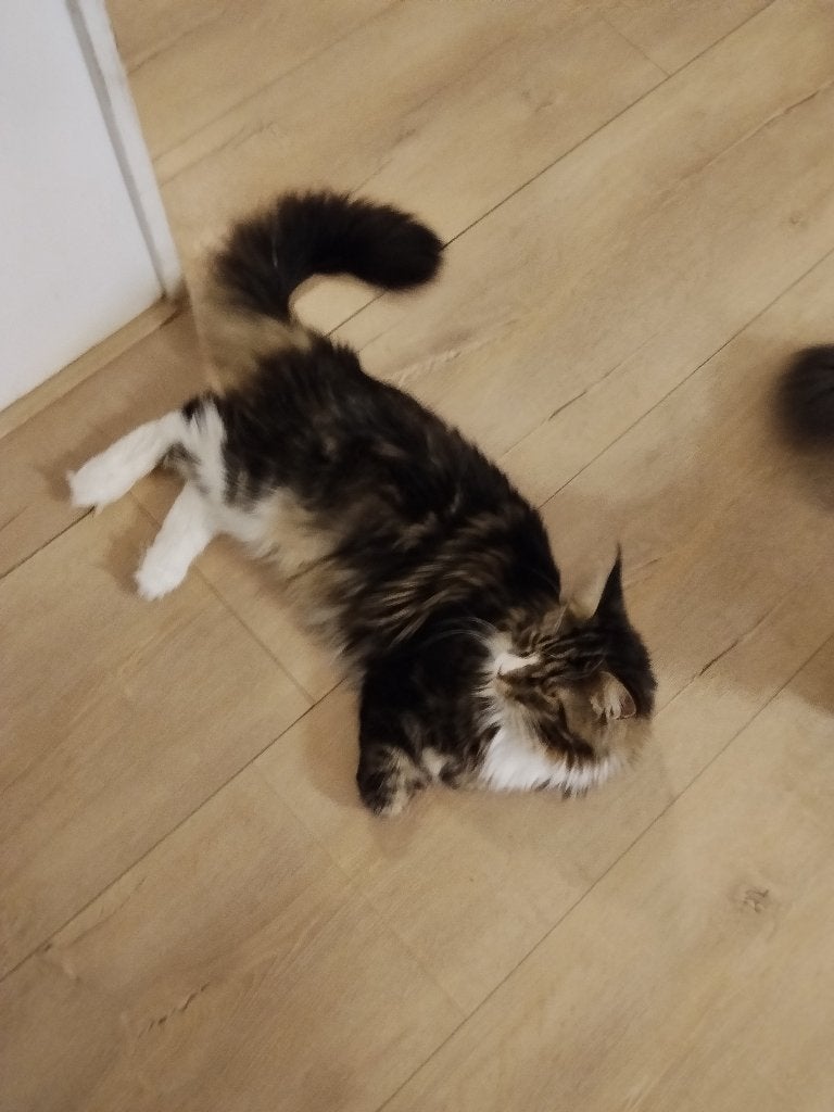 Russische Maine Coon kittens Met stamboom, Meerdere dieren, Met stamboom, 0 tot 2 jaar