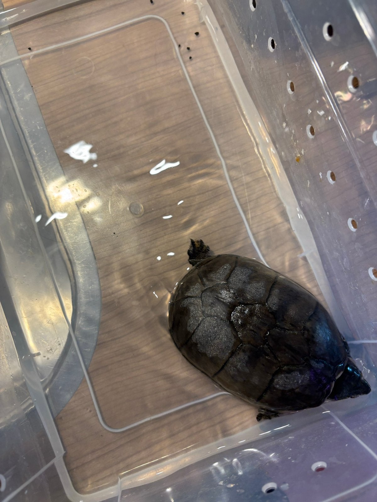 Muskus schildpad, Dieren en Toebehoren, Reptielen en Amfibieën, Schildpad, 3 tot 6 jaar