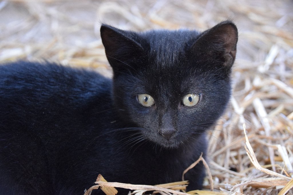 kitten, Kater, Ontwormd, 0 tot 2 jaar