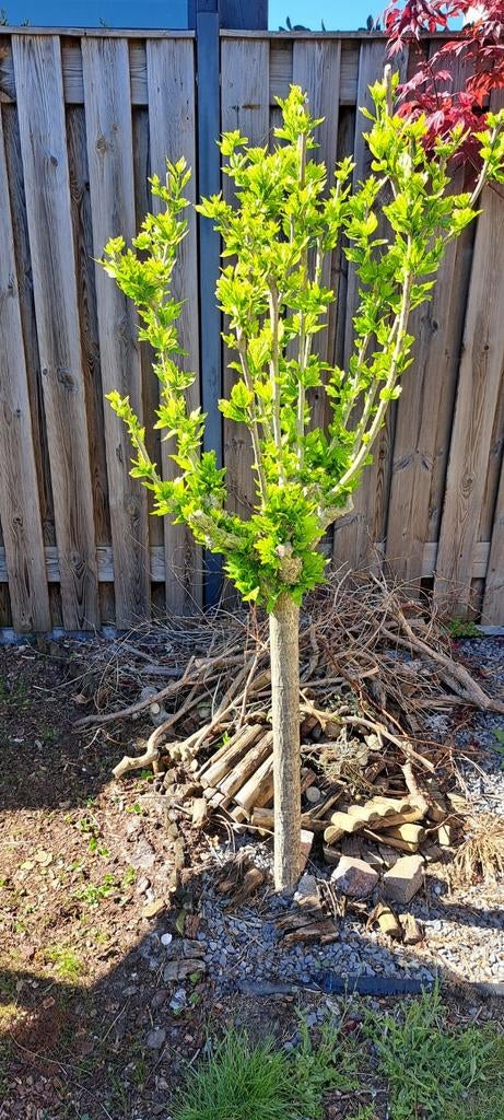 Jonge boom met frisgroene bladeren, Tuin en Terras, Planten | Bomen, Volle zon, Bloeit niet, 100 tot 250 cm, Overige soorten