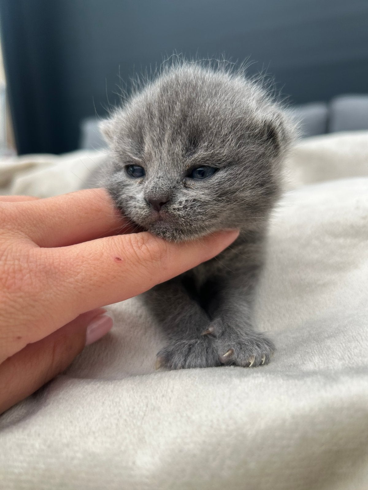 Britse korthaar kittens, Dieren en Toebehoren, Katten en Kittens | Overige Katten, Kater