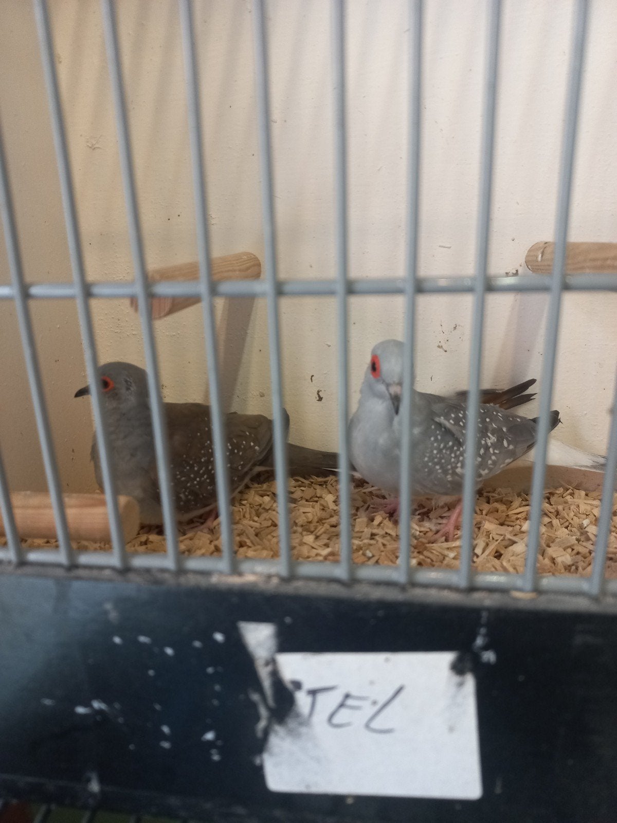 Koppel diamant duifjes, Meerdere dieren