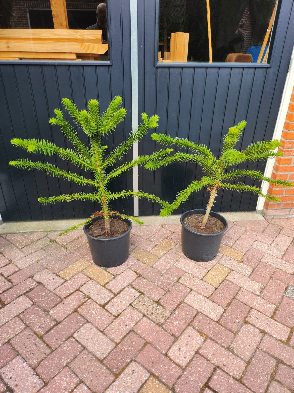 Apenboom (Araucaria araucana) - Winterharde Conifeer va €30, Volle zon, Vaste plant, Bloeit niet, Ophalen