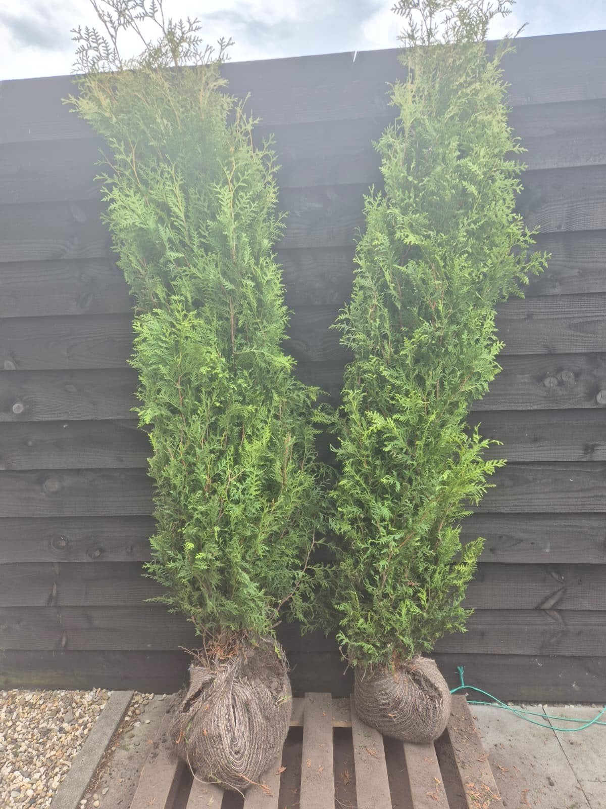 2x thuja Brabant Conifeer - 200cm, Volle zon, Vaste plant, Bloeit niet, Ophalen