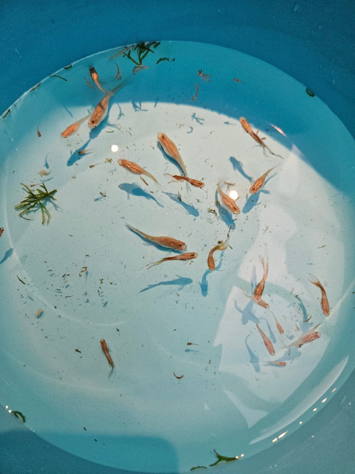 guppies, Dieren en Toebehoren
