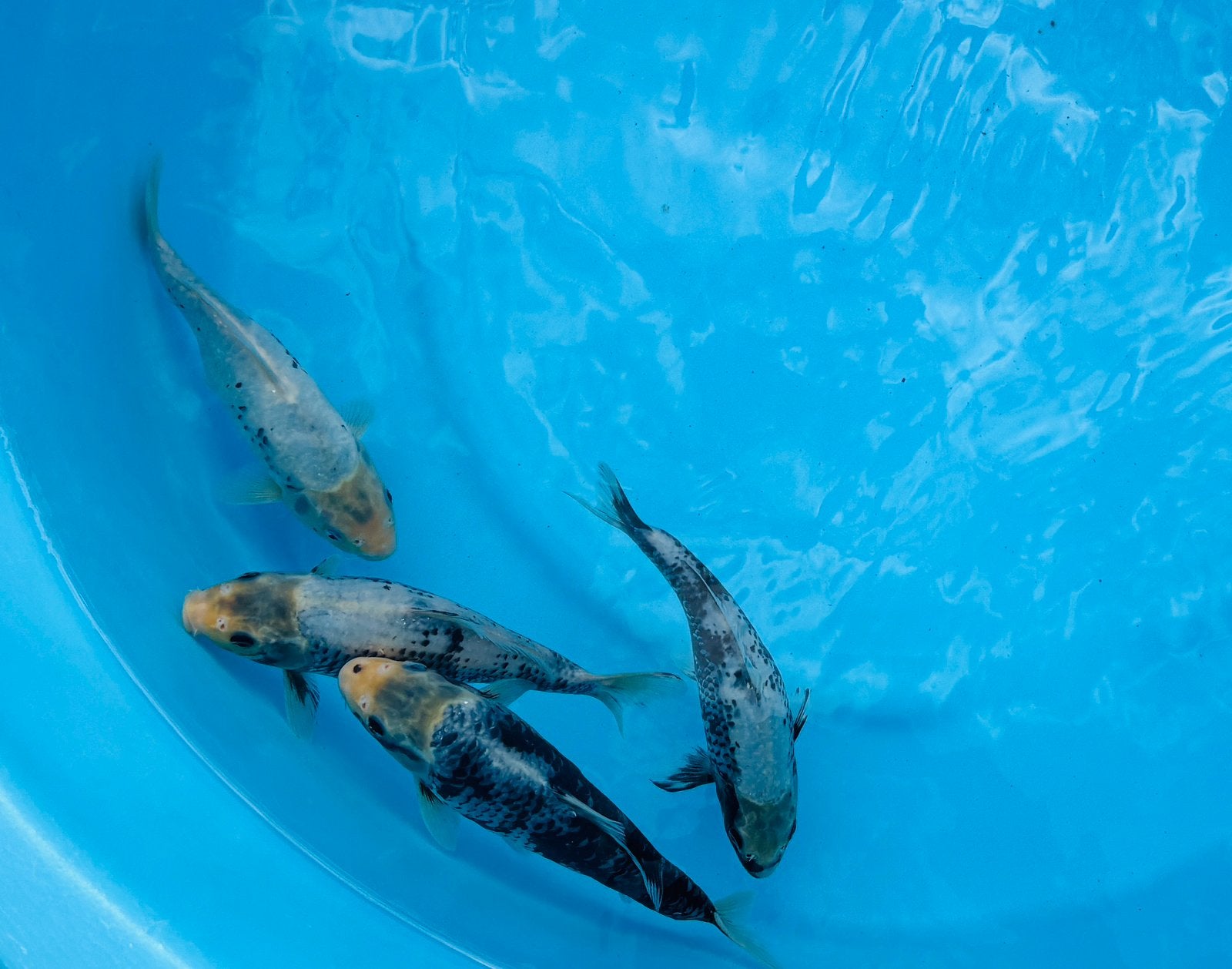 Tategoi Matsukawabake Tosai 25-27 CM, Dieren en Toebehoren, Vissen | Vijvervissen, Karper of Koi
