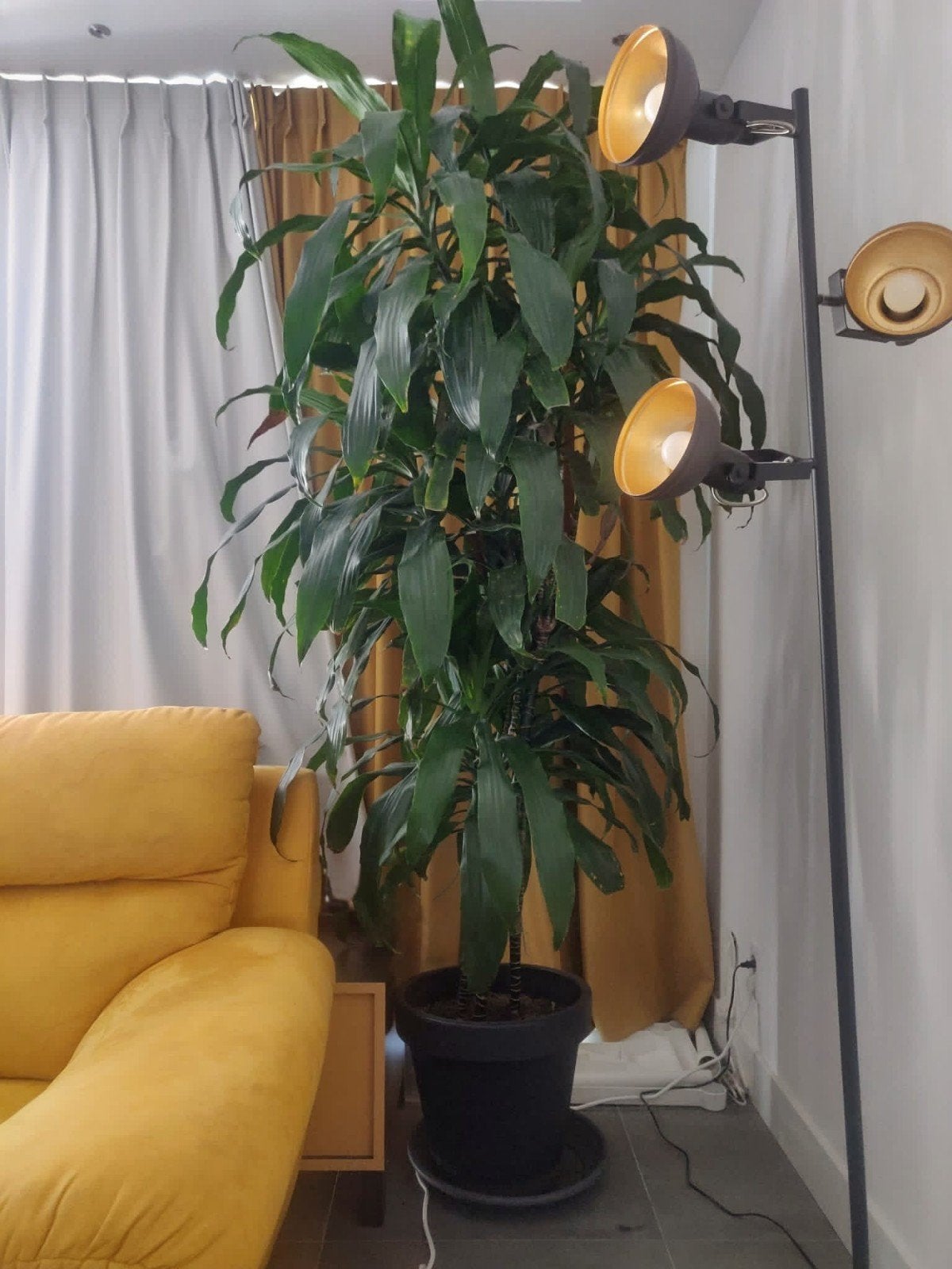 Grote Dracaena plant met pot, Ophalen