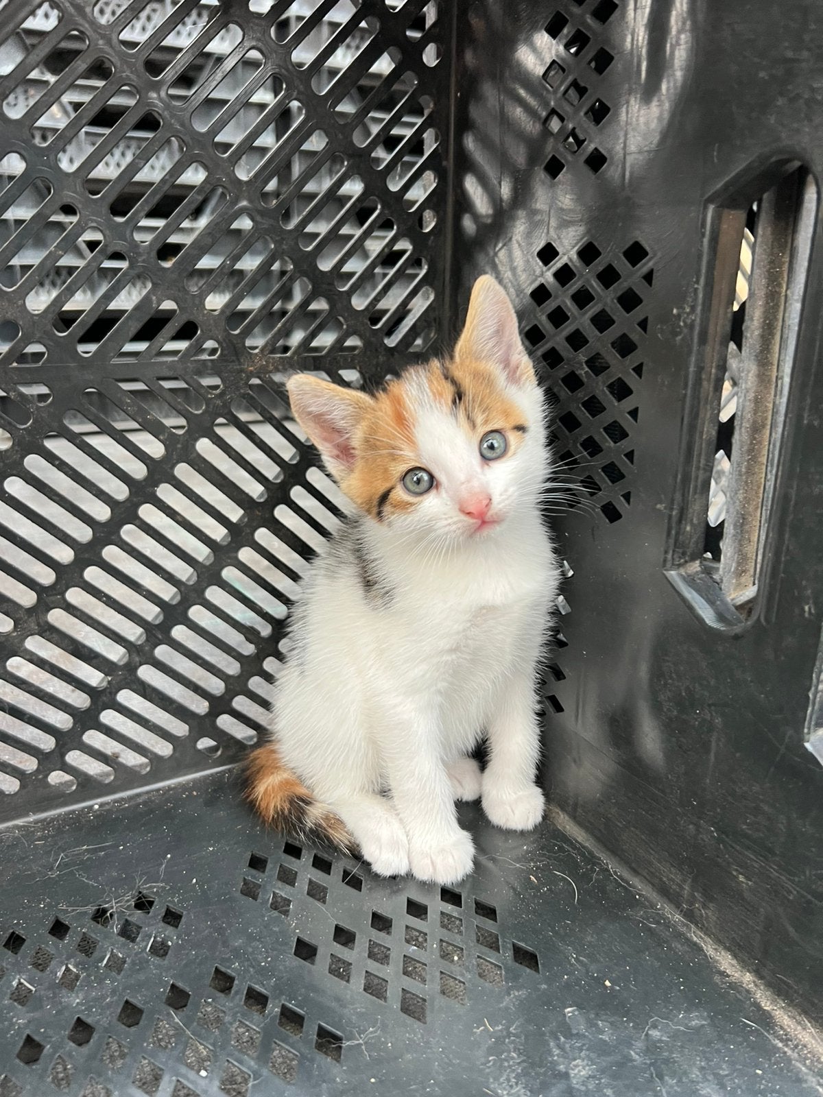 Kittens te koop, Dieren en Toebehoren, Meerdere dieren, Kortharig, 0 tot 2 jaar