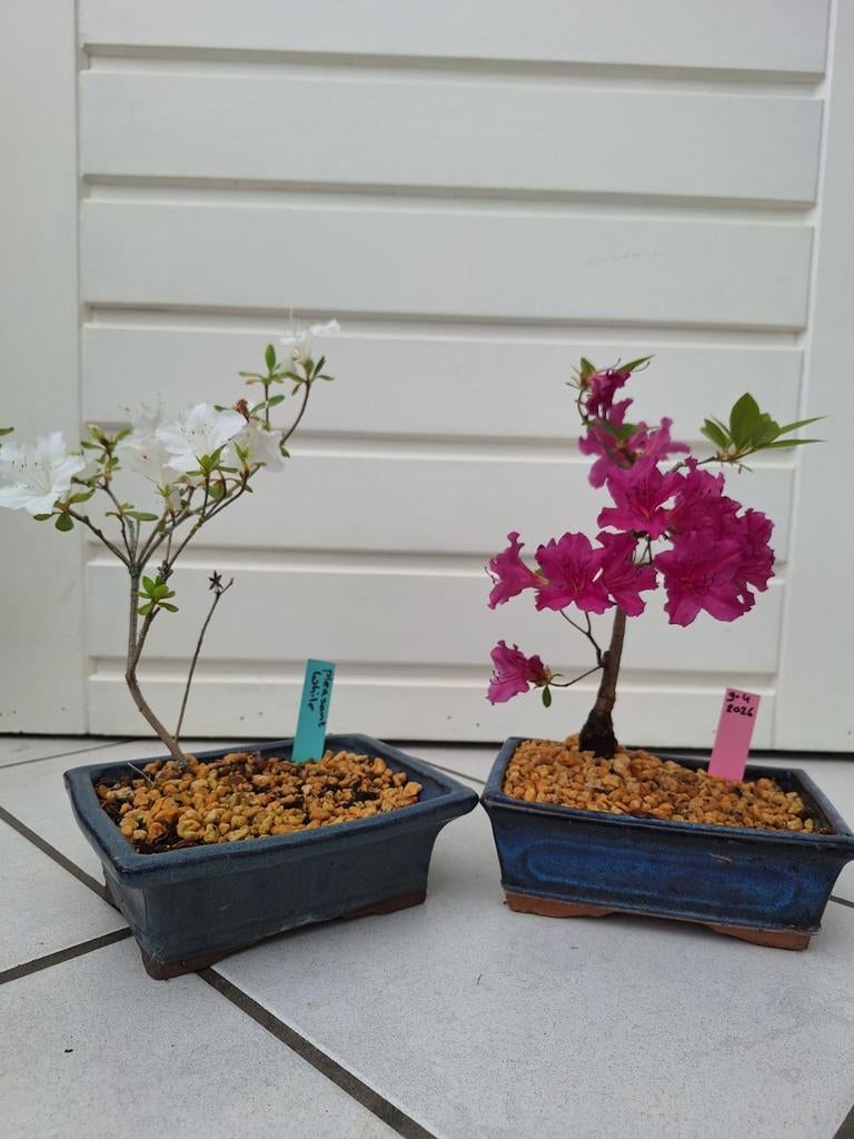 Azalia bonsai, Bloeit niet, Halfschaduw, Minder dan 100 cm, Overige soorten