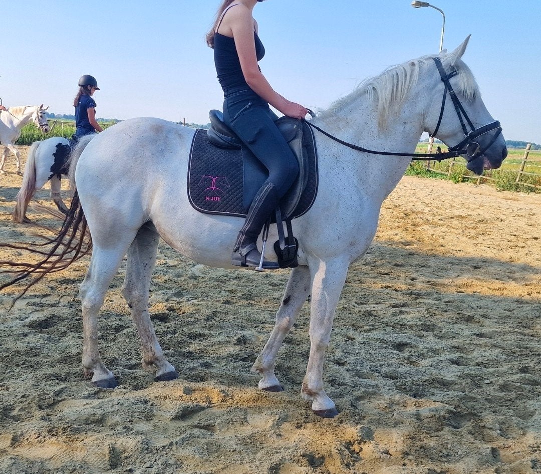 2span Haflingers en brave 2 kinder leerpony + gezocht :