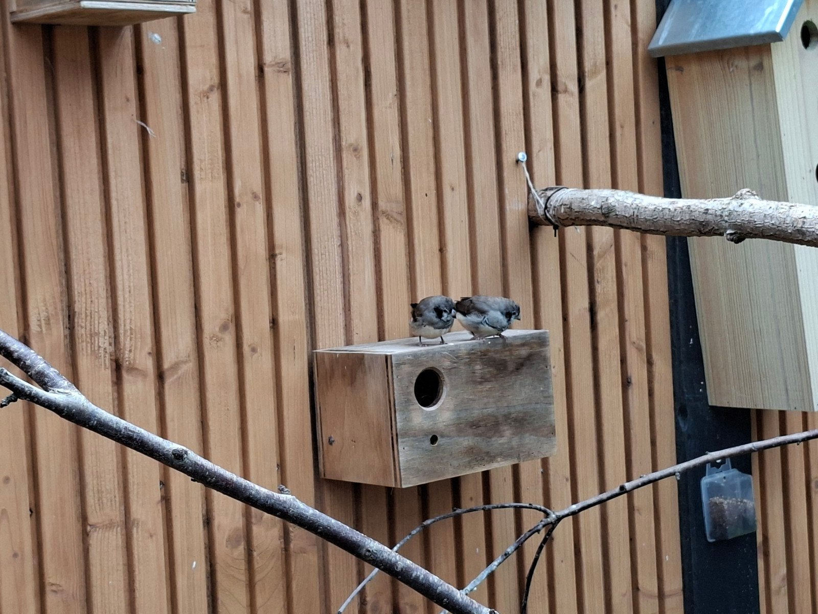 3x kruising zebravink en bichenow, Meerdere dieren