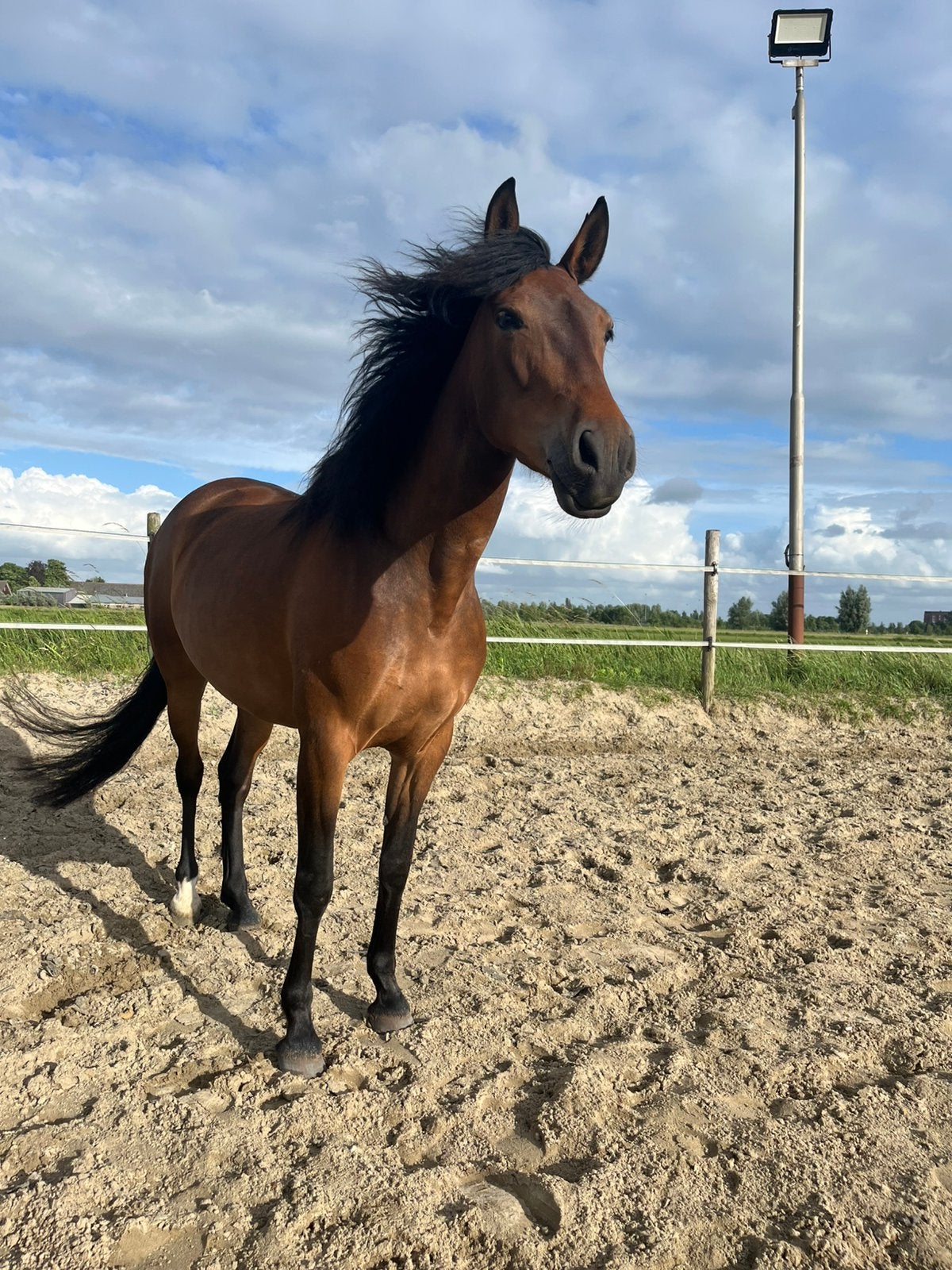 6 Jarige merrie, Merrie, Minder dan 160 cm, Niet van toepassing, 3 tot 6 jaar