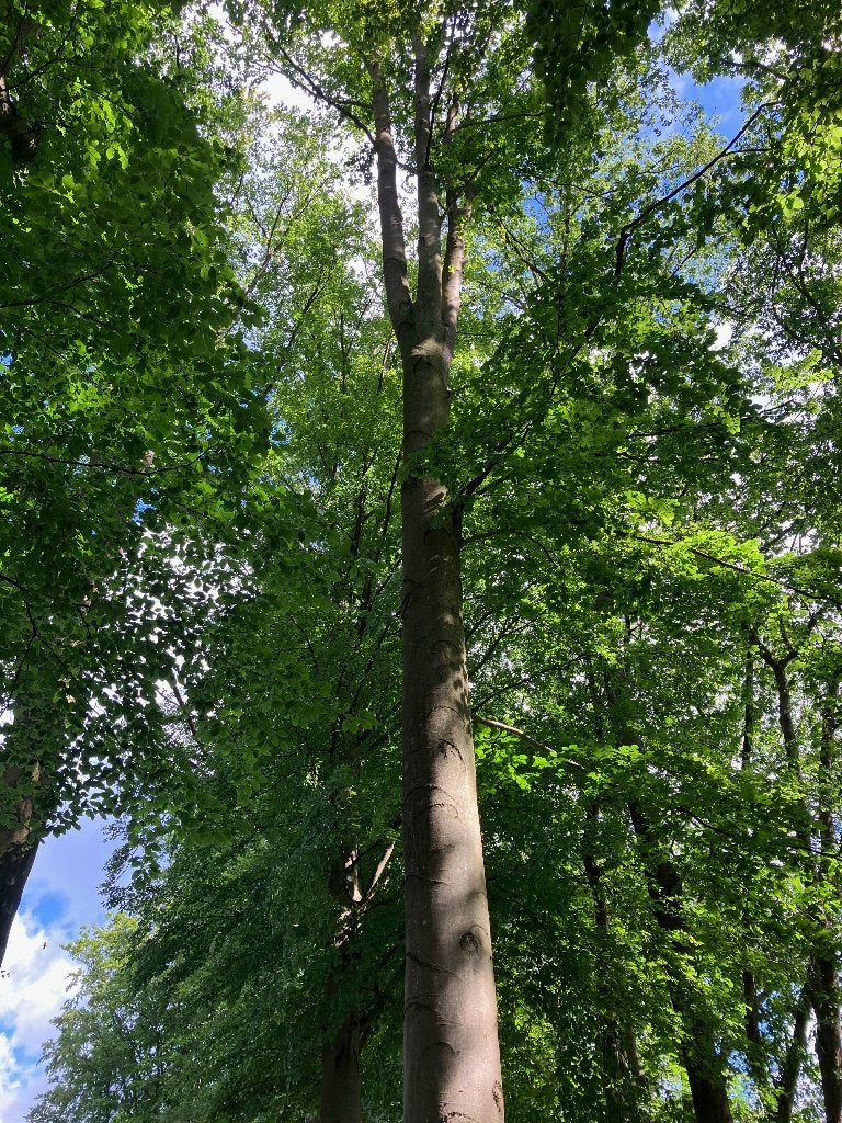 Gevraagd: Kappen van beuk, Ophalen, Beukenhout