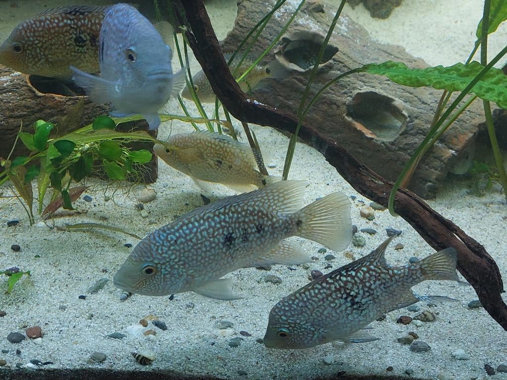Herichthys Carpinte

Carpintis Texas Cichlide, Vis