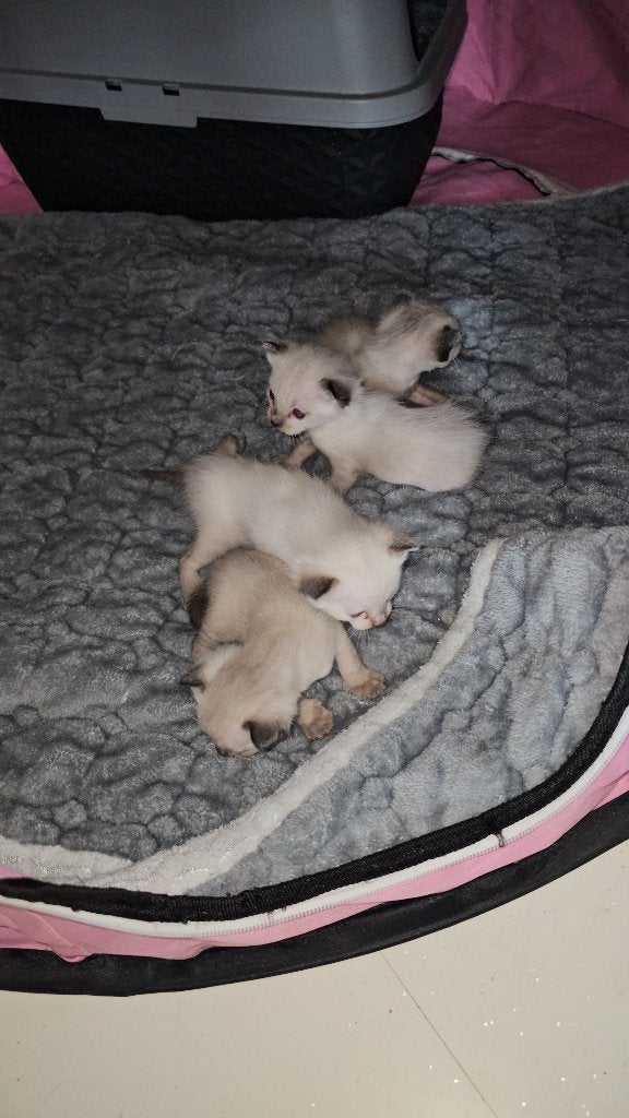 siamees kittens., Meerdere dieren, Gechipt, 0 tot 2 jaar
