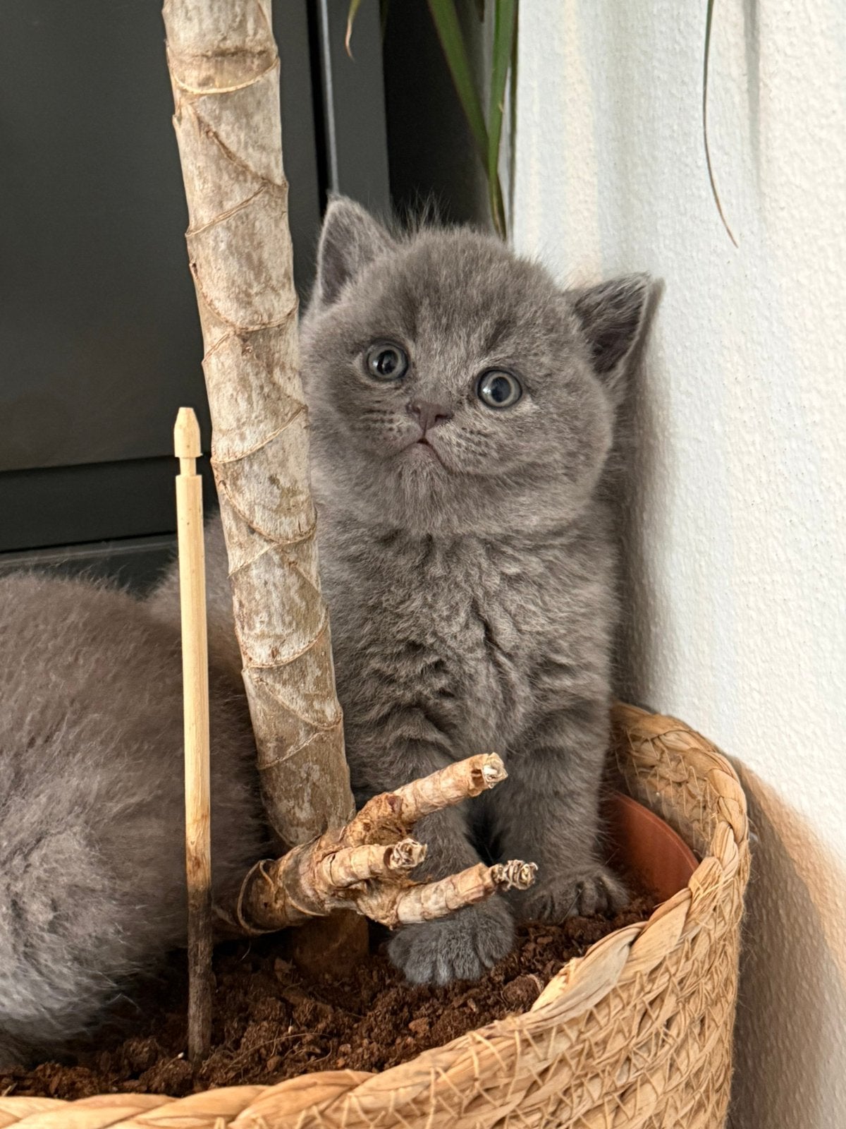 Mooie Grijze Britse Korthaar Katertjes ️, Kater, Ontwormd