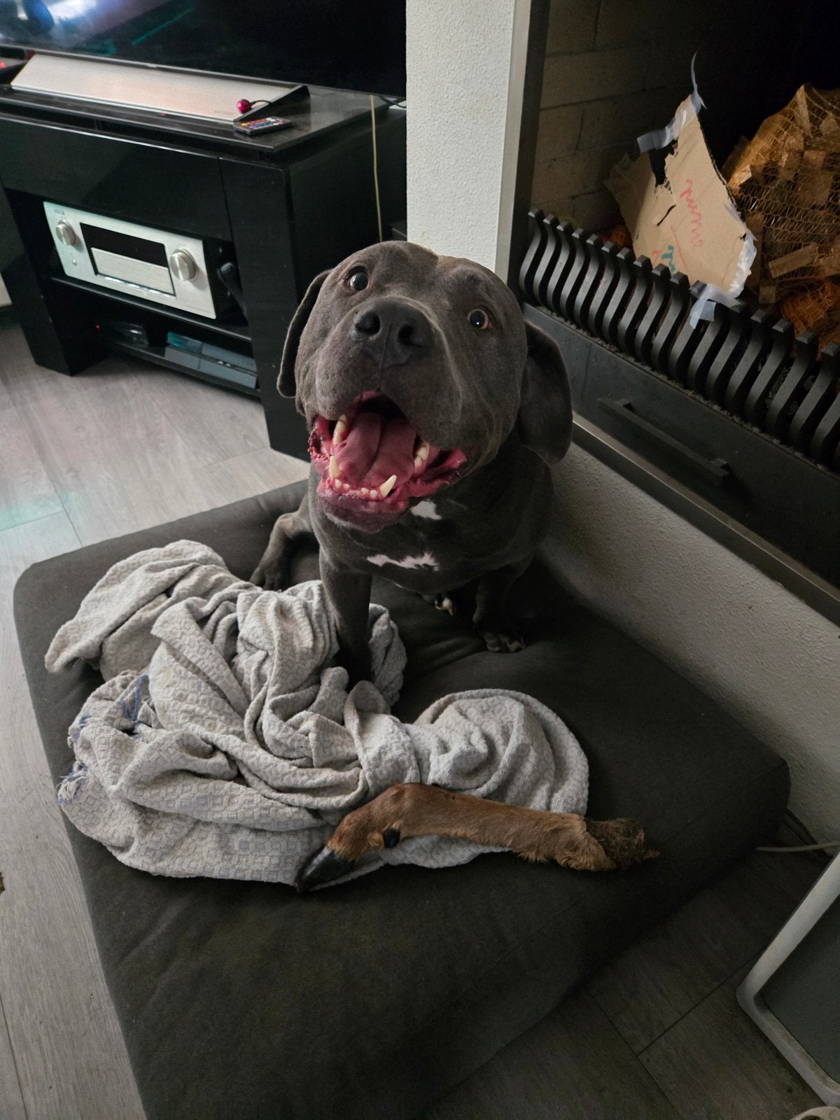 Amerikaanse Stafford Bull Rue, 6 jaar of ouder, Reu, Parvo, Bulldog