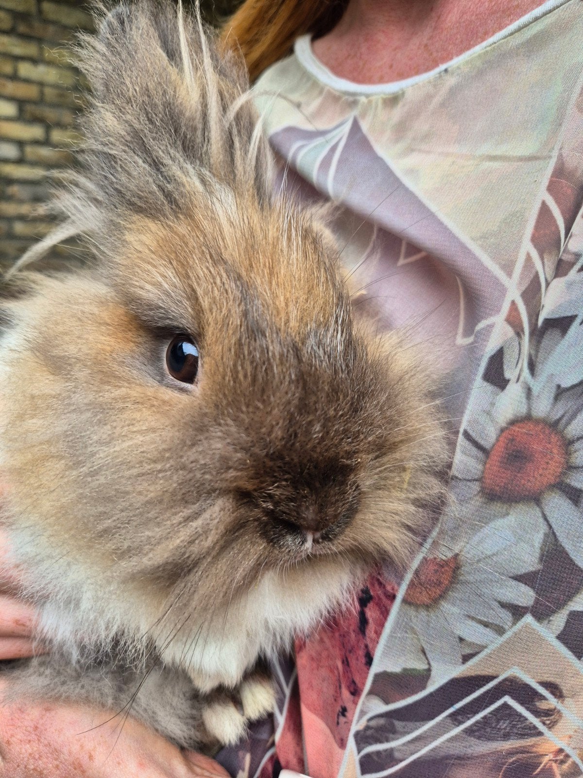 Lief pluizig rammetje aangeboden, Mannelijk, 0 tot 2 jaar