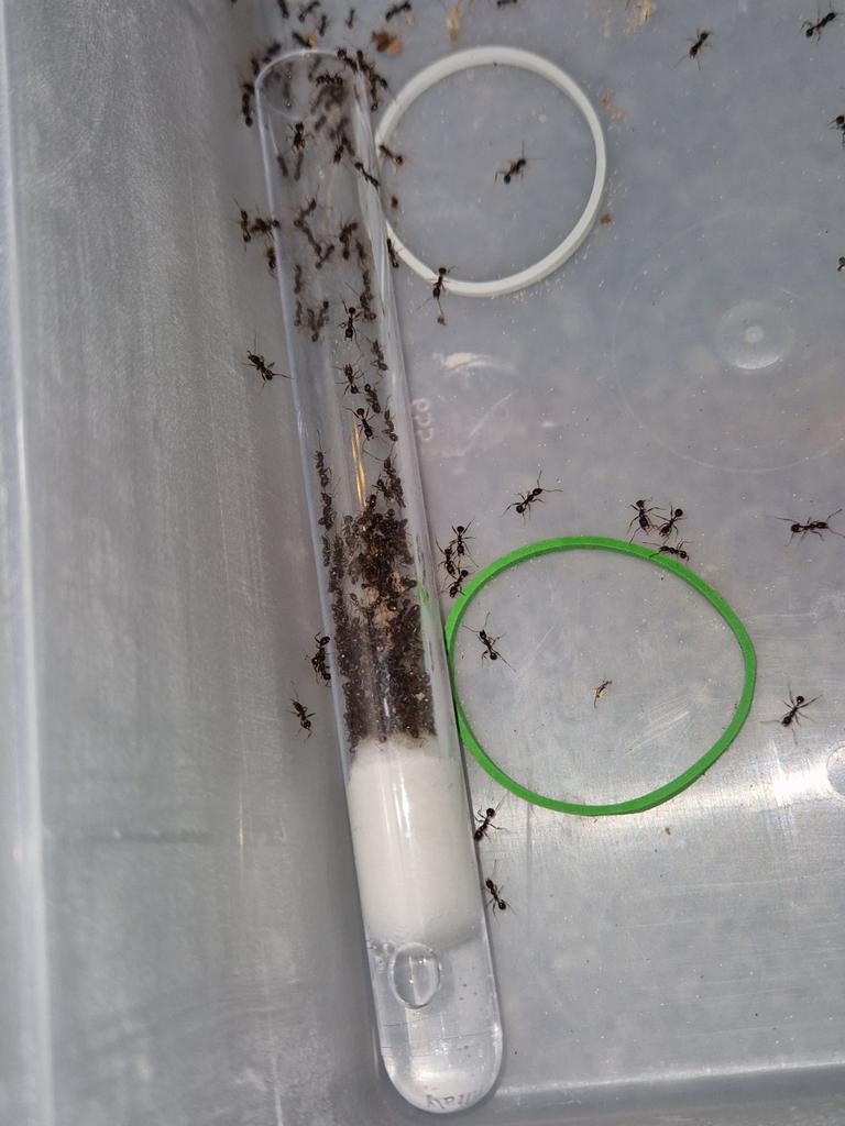 Aphaenogaster gibossa 1q 50-100w | mieren ants mierenkolonie, Dieren en Toebehoren, Mieren