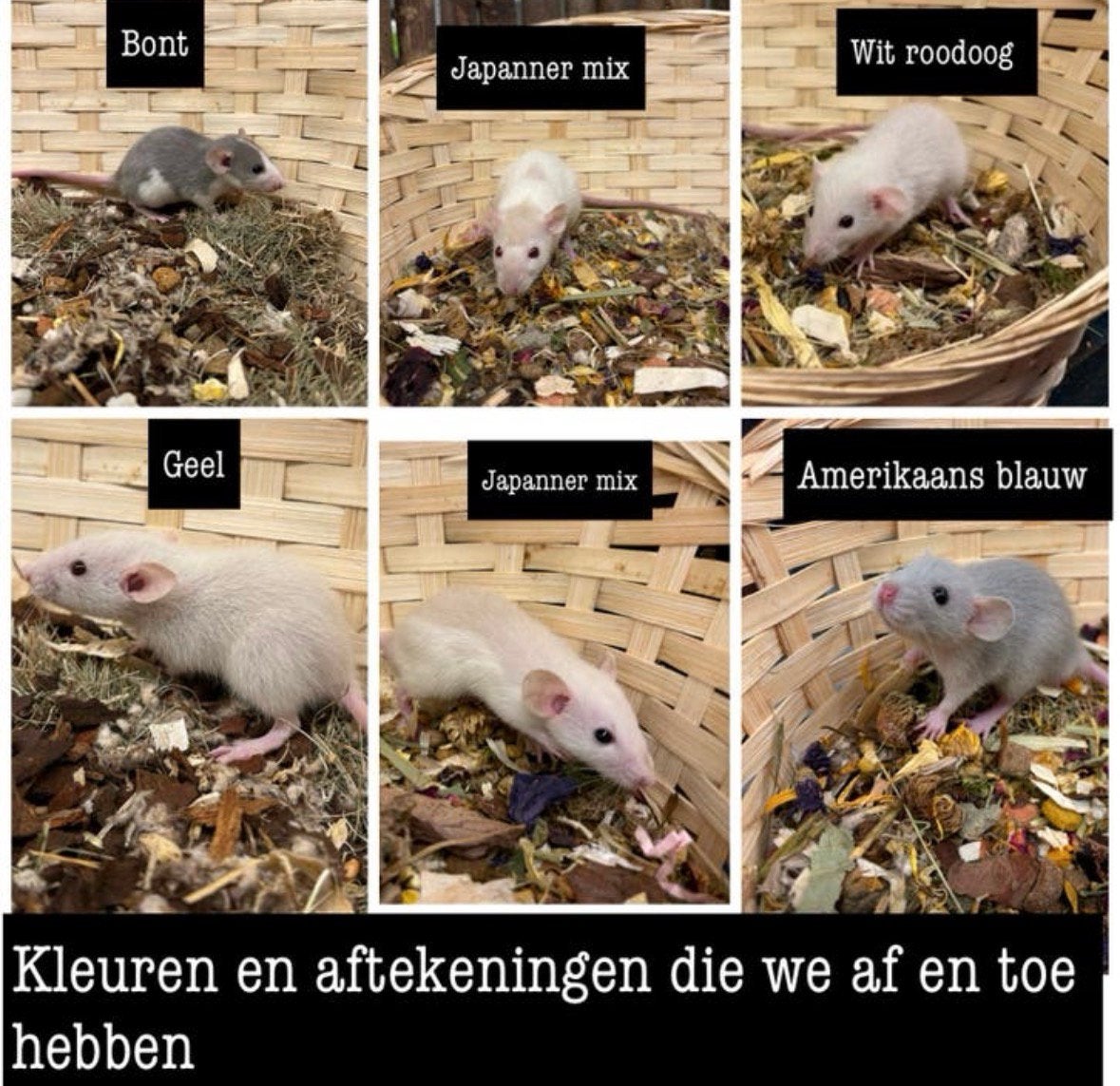 Jonge sociale tamme dwergratten (rechtstreeks van de fokker), Dieren en Toebehoren, Rat, Meerdere dieren, Tam, September
