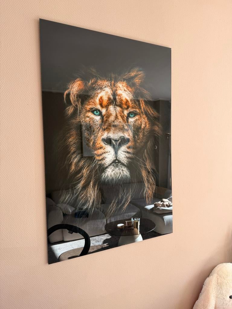 Leeuwenkop op Plexiglas, Ophalen, Zo goed als nieuw, Foto of Poster, 75 cm of meer