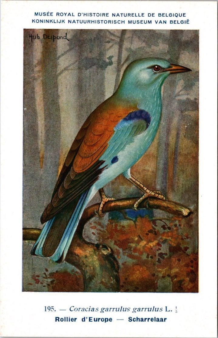Scharrelaar / European Roller – Nº 195 – (KBIN / IRSNB), Verzamelen, Verzenden, 1940 tot 1960, Ongelopen, Vogel