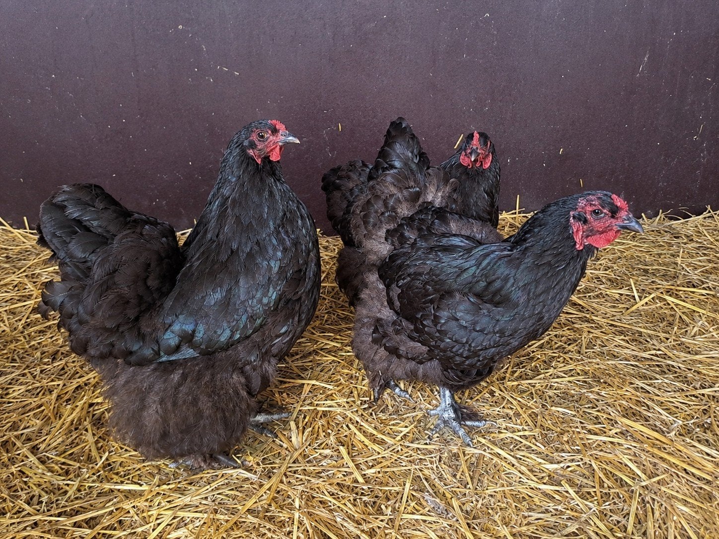 3 Hennen Orpington x Brahma, Dieren en Toebehoren, Vrouwelijk, Kip