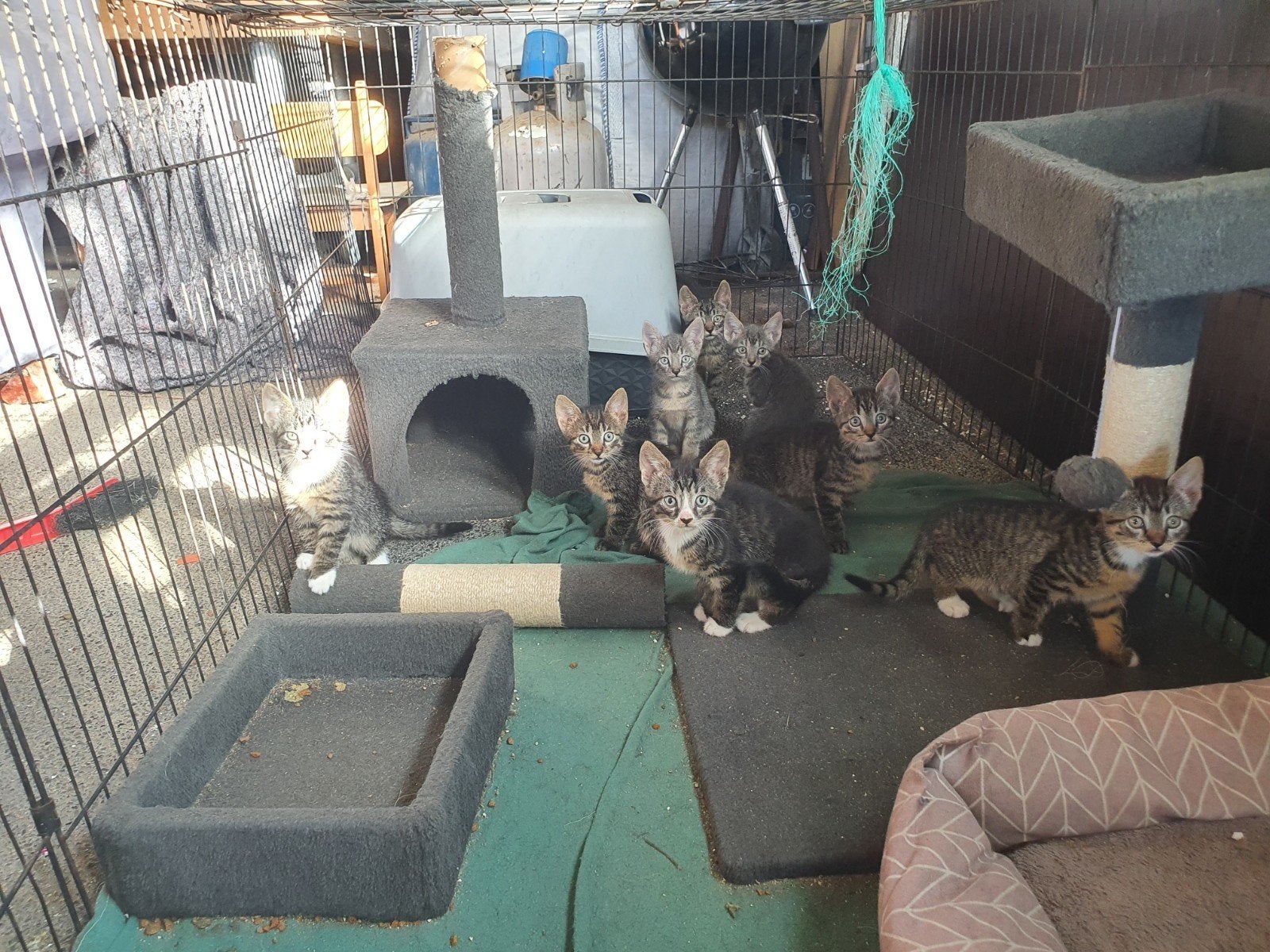 lieve kittens te koop, Dieren en Toebehoren, Katten en Kittens | Overige Katten, Meerdere dieren, Kortharig, 0 tot 2 jaar