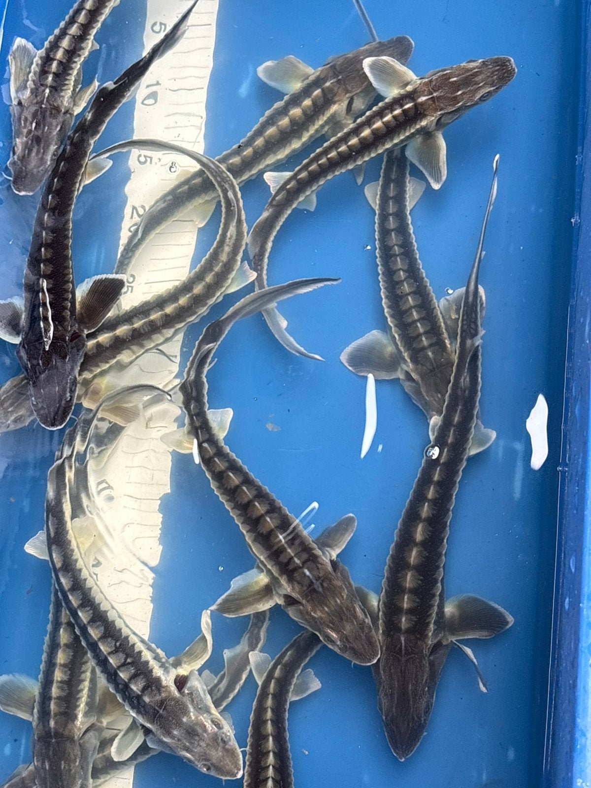 10 diamant steurtjes 30 cm (150 euro samen), Dieren en Toebehoren, Vissen | Vijvervissen, Steur