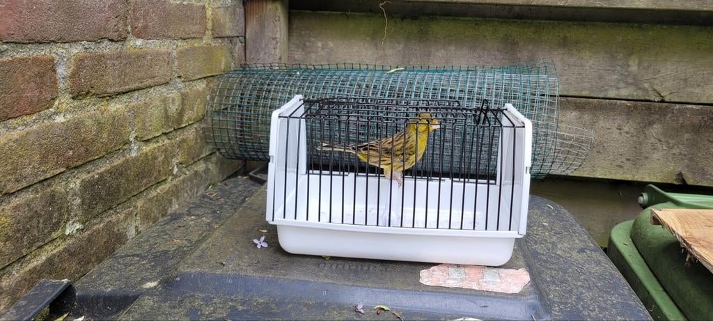 Groene kanarie man (2025), Dieren en Toebehoren, Vogels | Kanaries, Mannelijk, Kleurkanarie