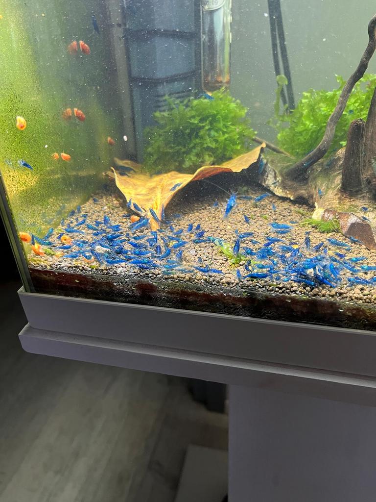 Super blue dream garnalen!! 🦐(blauwe garnalen), Dieren en Toebehoren, Vissen | Aquariumvissen, Kreeft, Krab of Garnaal