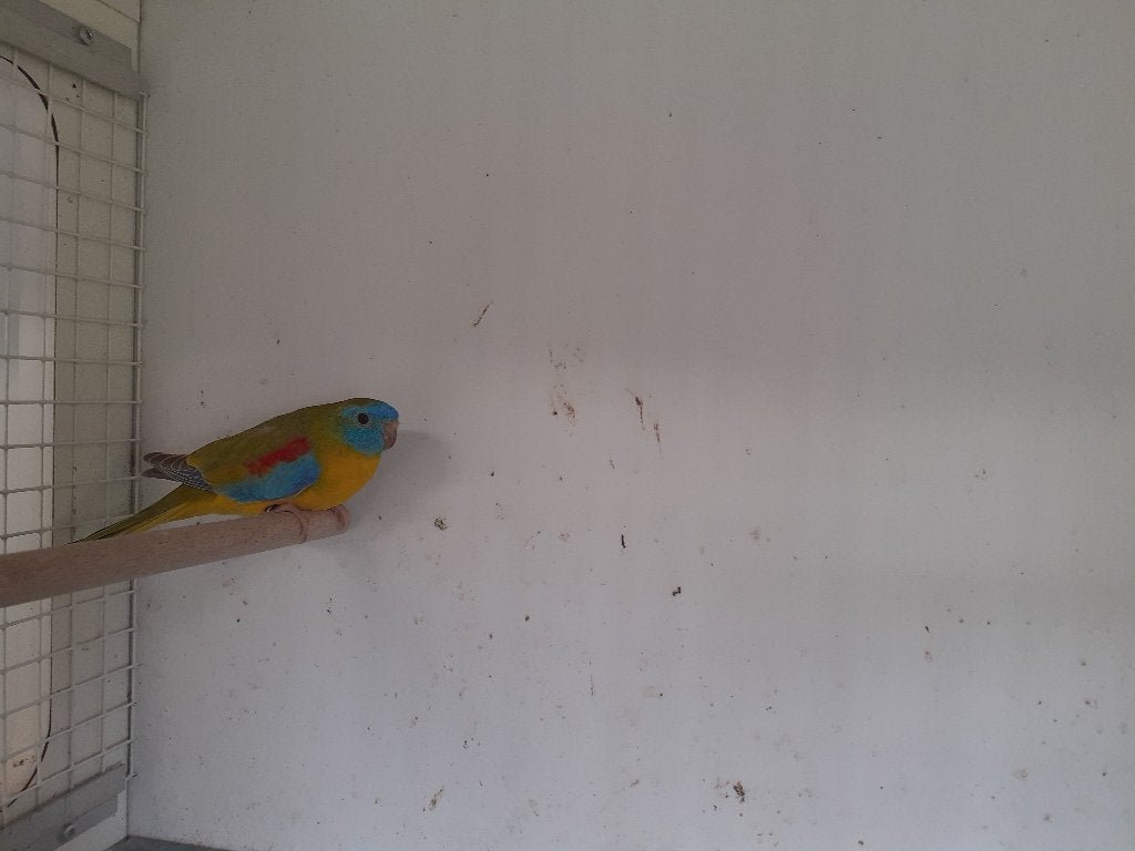 turquoisineparkieten, Dieren en Toebehoren, Meerdere dieren, Parkiet