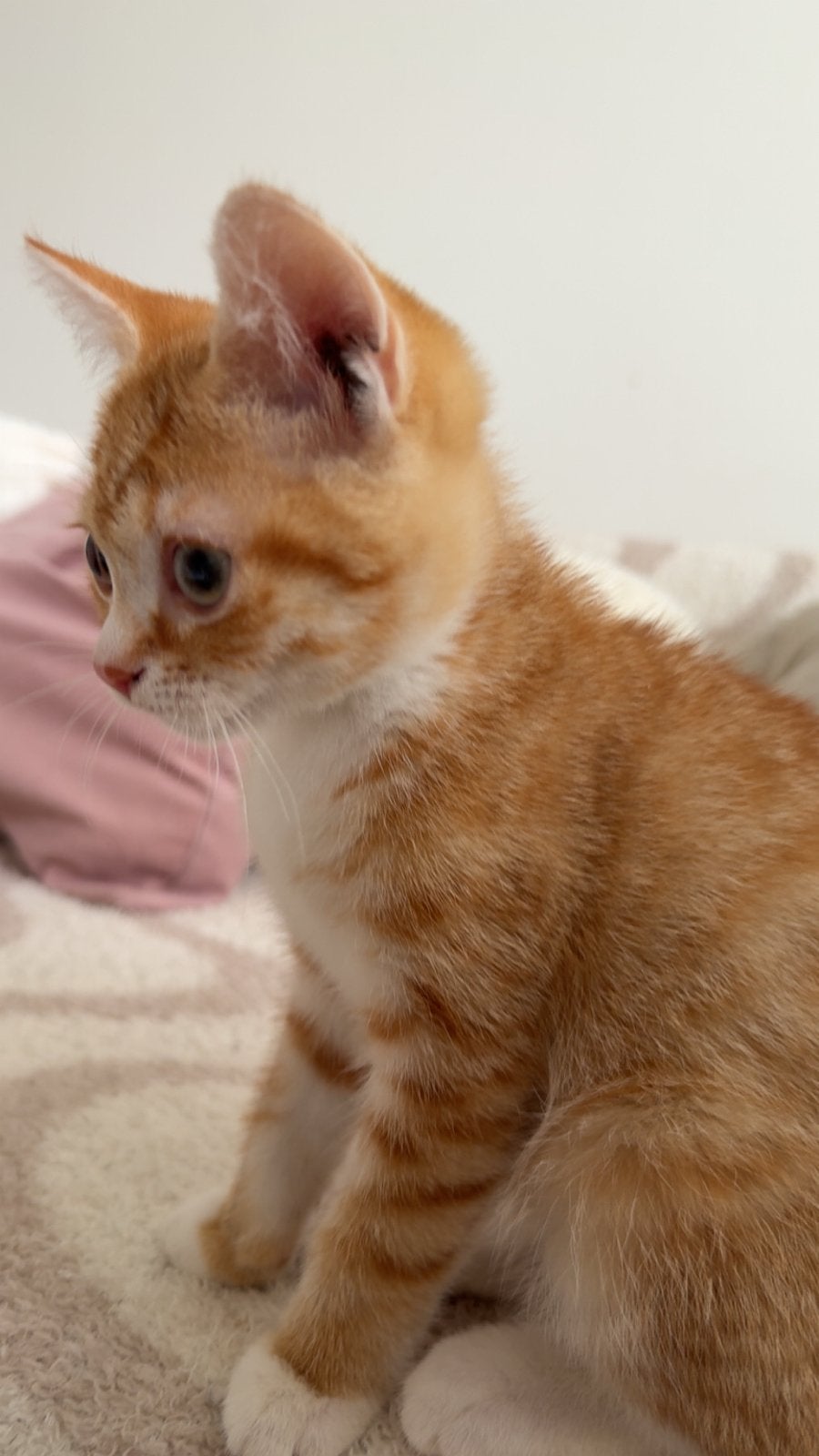 Twee schattige kittens te koop, Dieren en Toebehoren, Katten en Kittens | Overige Katten, Kater, Kortharig, 0 tot 2 jaar